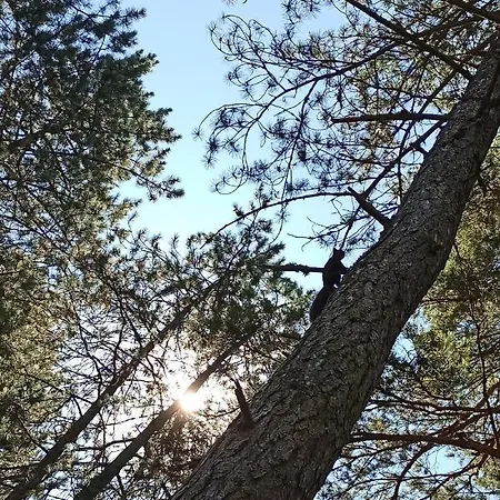 Apartman Filip-vila Zlatiborski Andjeo Zlatibor